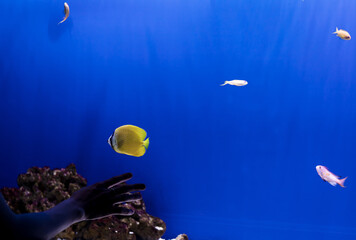 aquarium colourfull fishes