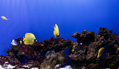 Fototapeta na wymiar bright fish swim near the corals