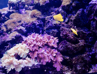underwater world with coral reefs
