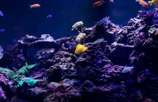 coral reef aquarium and beautiful fishes
