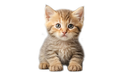 Obraz premium Cute fluffy kitten isolated on white background