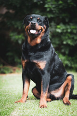 Stunning proud happy Adult pedigree male Rottweiler sitting and laying grass posing for a photograph, taken at eye level just before a storm on the lawn looking inquisitive, Puppy love and content