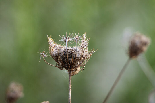 close up of the seed head of European wild carrot or bird's nest or Queen Anne's lace (Daucus carota)