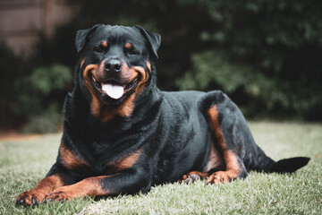 Stunning proud happy Adult pedigree male Rottweiler sitting and laying grass posing for a photograph, taken at eye level just before a storm on the lawn looking inquisitive, Puppy love and content - obrazy, fototapety, plakaty