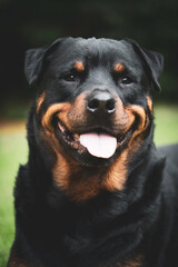 Stunning proud happy Adult pedigree male Rottweiler sitting and laying grass posing for a...