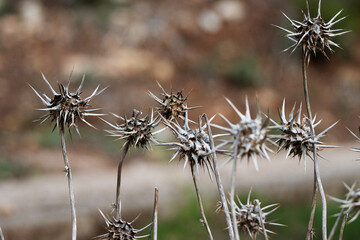 dead and brown flower head of Field eryngo or Watling Street thistle (Eryngium campestre) isolated...