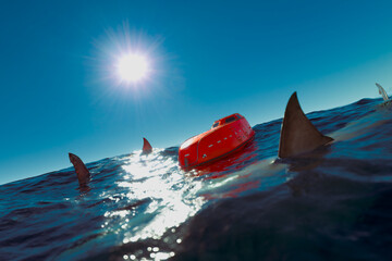 Dramatic Red Ship Capsized in Sun-Kissed Ocean Waters with Circling Sharks