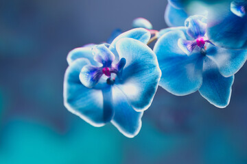 Exquisite Vibrant Blue Orchid Petals in Serene Close-up View