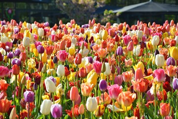 Colorful tulips growing at Keukenhof garden, Netherlands. Beautiful spring flowers garden in Europe. - obrazy, fototapety, plakaty