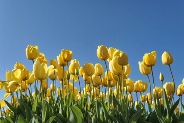 Yellow tulips flower field over blue sky at Netherlands, Europe. Spring flowers. - obrazy, fototapety, plakaty