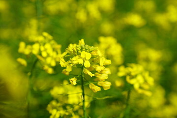 field of yellow canola flowers, Nanohana