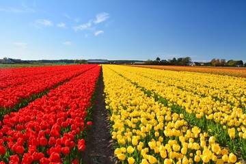 Tulip fields. Red and yellow tulips blooming in Noordwijkerhout, Netherlands. - 707077692