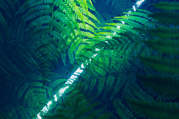 Verdant Fern Canopy with Sunlight Filtering Through Leaves