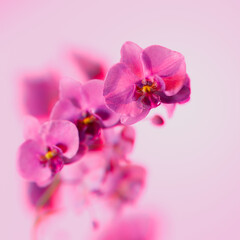 Fototapeta na wymiar Exquisite Pink Orchid Flower in Full Bloom Against Delicate Background