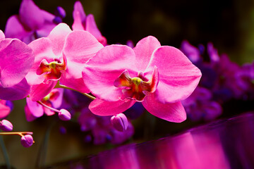 Exquisite Close-up of Vibrant Pink Phalaenopsis Orchids against Purple