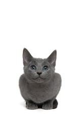 Cute grey Russian blue kitten looking up with a big smile isolated on a white background with space for copy