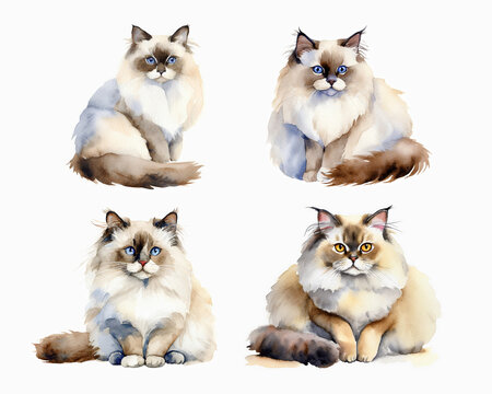 Ragdoll Cats. Watercolor sitting cat illustration 4 sets