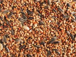 Bird food texture using as background, view from above