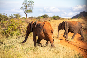 Obraz premium Elefant