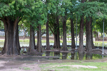 Obraz premium fondo arbol