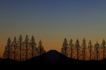 メタセコイア並木越しの夕暮れの富士山