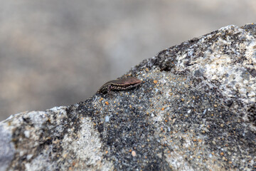 lizard on rock