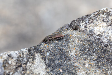 lizard on rock