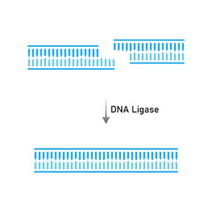 DNA Ligase Enzyme Function Scientific Design. Vector Illustration.