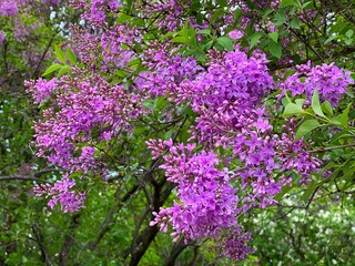 Obraz premium Lilac pink flowers in the spring garden 