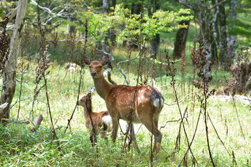 奈良県の釈迦ヶ岳の野生の鹿親子