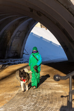 A young woman in a warm suit walks an American Akita dog in winter.