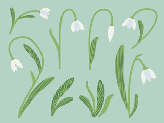 Snowdrops vector illustration set. Cute perennial white winter flowers with leaves in flat style with hand painted texture. Sign of spring plants. Floral design with blooming Galanthus flowers