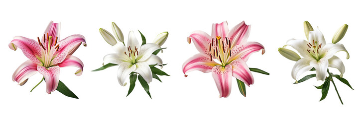 Set of lily flower isolated on a transparent background  
