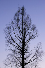 冬の公園の樹木のシルエット