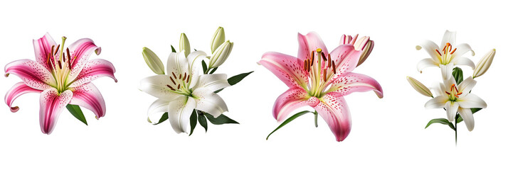 Set of lily flower isolated on a transparent background  