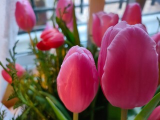 A closeup of pretty pink tulips 