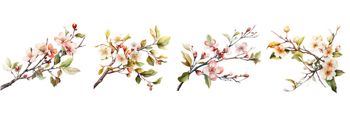 Set of A beautiful watercolor and drawing of a branch with leaves and flowers on a transparent background 