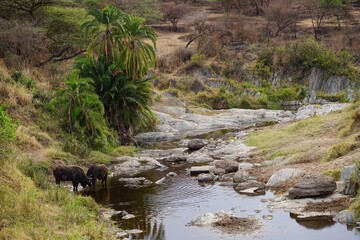 african wildlife, buffaloes, river, stones, trees