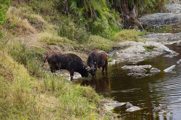 african wildlife, buffaloes, river, stones, trees