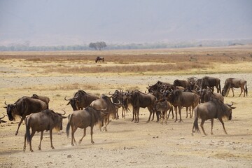 Fototapeta na wymiar african wildlife, gnus, desert, grass