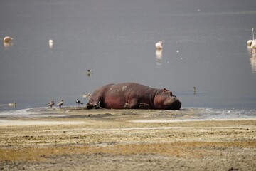 african wildlife, hippo, pond, birds