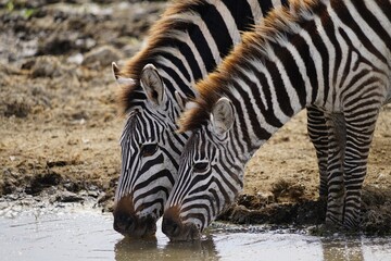 african wildlife, zebras, water