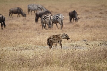 Naklejka na ściany i meble african wildlife, hyena, zebras, gnus, grassland