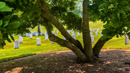 Tree on a sunny day with huge rows of white marble tombstones at Arlington National Military Cemetery in Washington DC, the capital of the USA. - obrazy, fototapety, plakaty