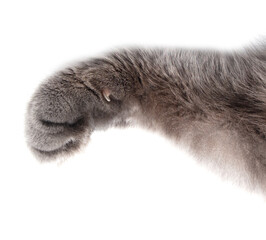 Gray cat paws isolated white background © schankz
