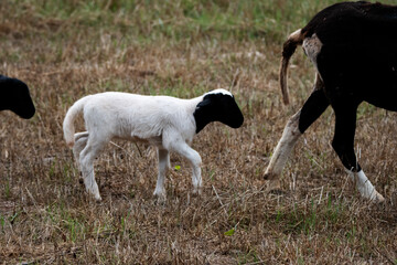 Obraz na płótnie Canvas ewe and lamb typical sheep in Menorca grazing on green grass