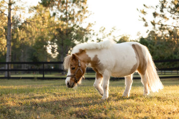 Miniature horse grazing in the sunlight.