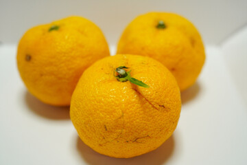 白背景の柚子のクローズアップ	
