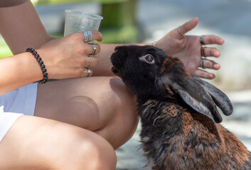 A girl feeds a rabbit on a farm