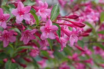 Obraz premium Blooming Weigela bush in the garden. Bright pink petals. Many pink flowers on a bush in the garden. Beautiful bells bloom pink. Spring flowers. Flower background. Weigela Rosea on a green bush